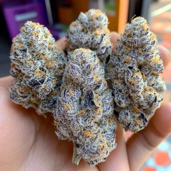 Afghan skunk