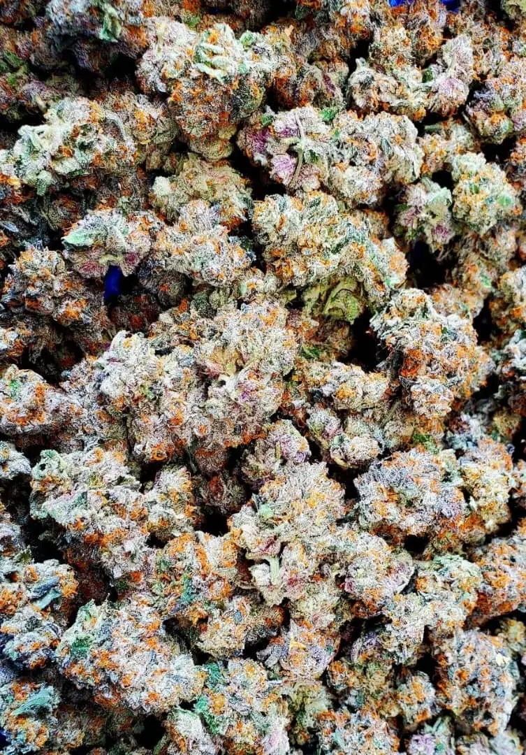 Gelato 41