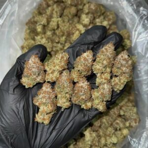 Gelonade is a hybrid marijuana strain made by crossing Lemon Tree with Gelato #41. Gelonade produces tingly and uplifting effects that will make you feel like a social butterfly. This strain features mostly sweet flavors like fruity citrus and vanilla. Gelonade is a popular strain in California. Medical marijuana patients this strain to help relieve symptoms associated with pain and anxiety. 